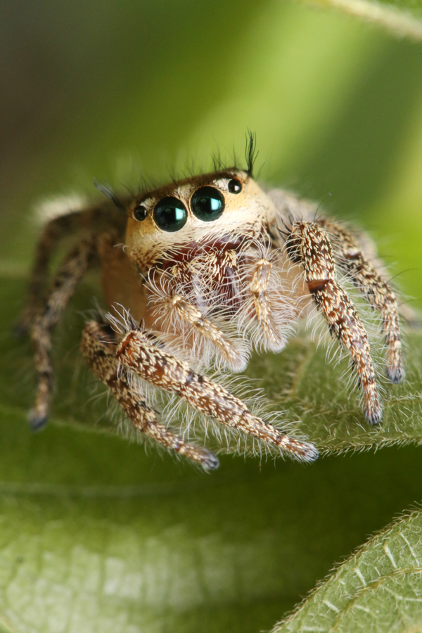 Spider1.jpg