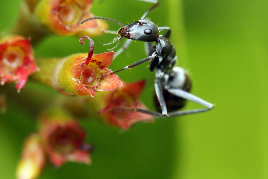 ant.jpg